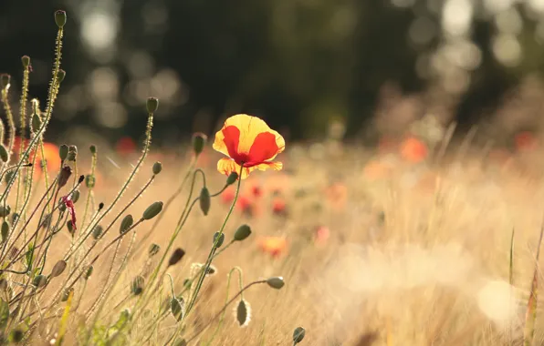 Summer, light, flowers, glade, Mac, Maki, meadow, red