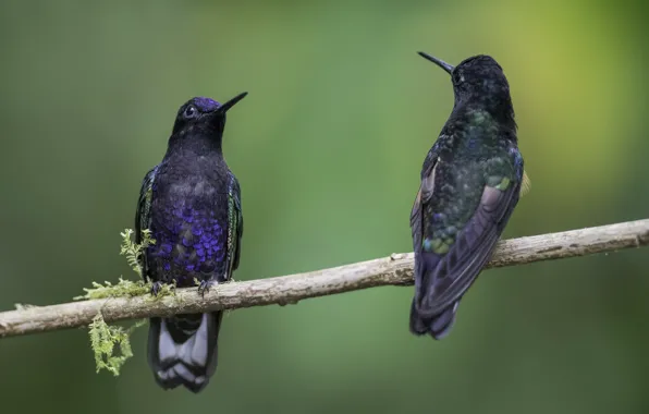 Birds, Branch, Pair