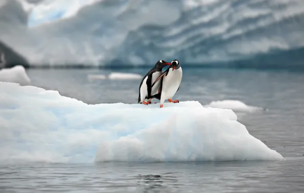 Nature, the ocean, penguins, ice, floe, a couple, Alexander Perov