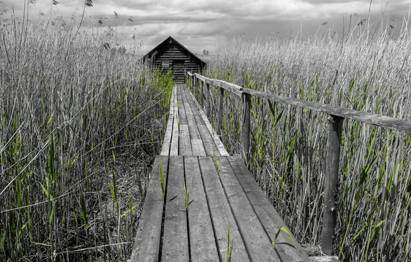 Picture bridge, house, reed