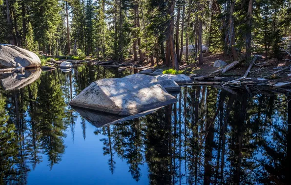 Forest, water, the sun, trees, reflection, stones, CA, USA