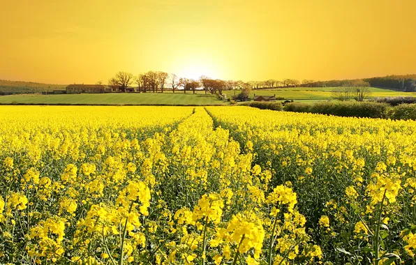 Picture field, spring, flowering, rape