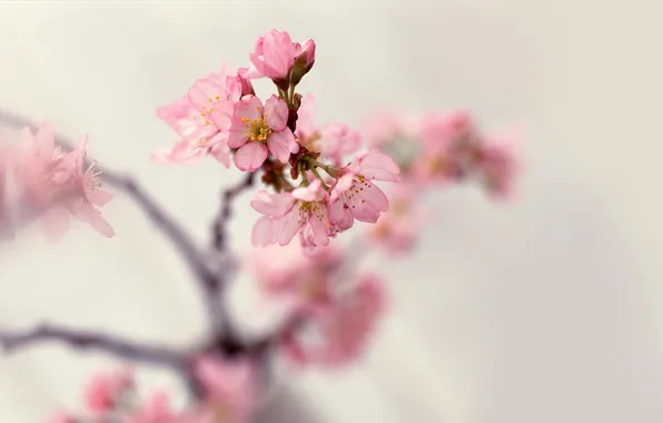 Flowers, branches, nature, tenderness, spring, petals, blur, pink