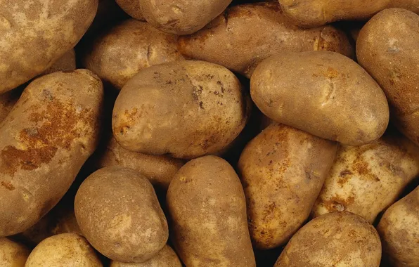 Picture a lot, fresh, potatoes