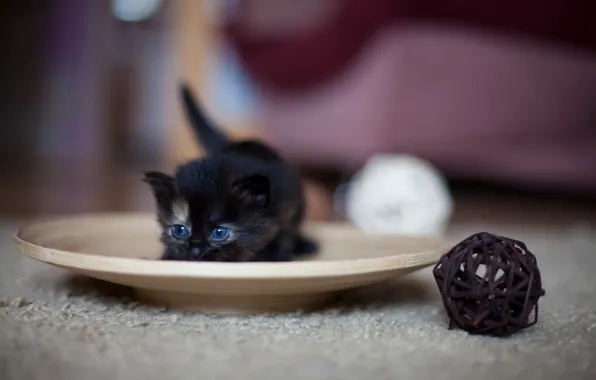 Tangle, black, baby, plate, kitty