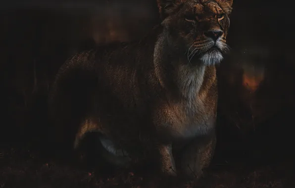 Picture look, face, the dark background, lioness, harsh, photoart