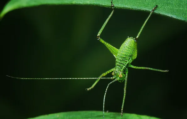 Picture leaves, macro, insect, grasshopper, acrobat, Plastinvest point