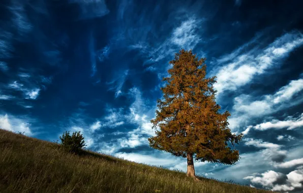 Picture the sky, clouds, tree, Germany