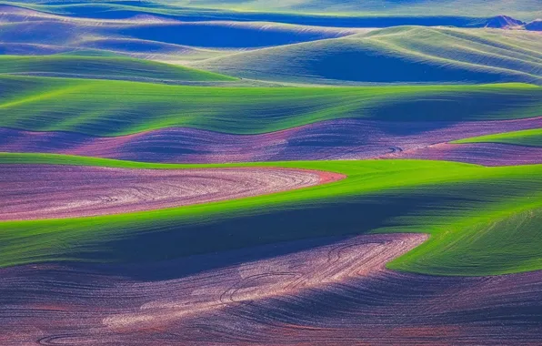 Picture field, grass, hills, USA, Washington