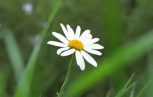 Daisy, in the grass, white petals, in the field, in the meadow, chamomile common
