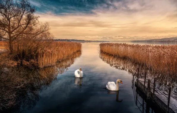 The sky, lake, treatment, swans, Swan Lake