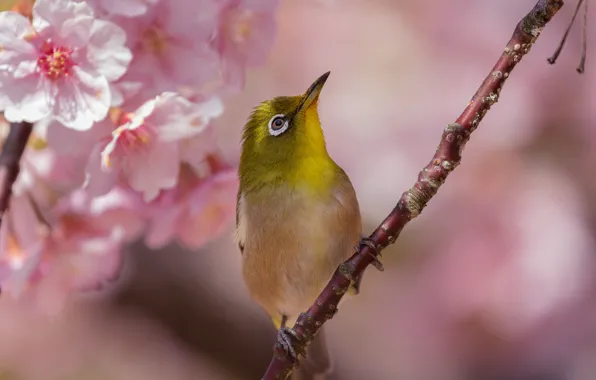 Flowers, branches, cherry, bird, spring, Sakura, white-eyed, white eye