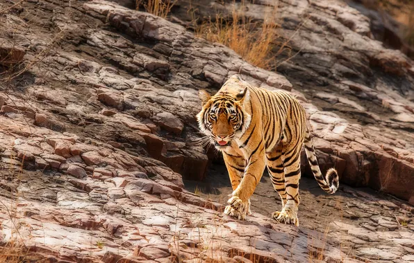 Look, tiger, rocks, slope, walk, sneaks