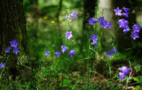 Greens, forest, summer, grass, light, trees, flowers, sweetheart
