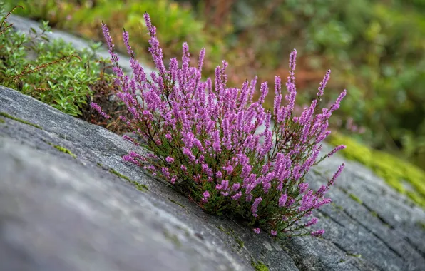 Flowers, stones, Bush, slope, slide, pink, Heather