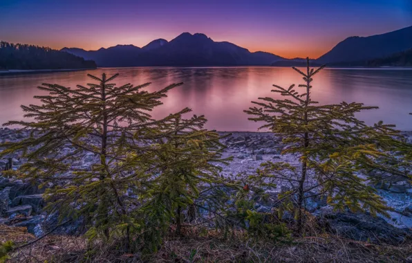 Sunset, mountains, lake, tree, Germany, ate, Bayern, Germany