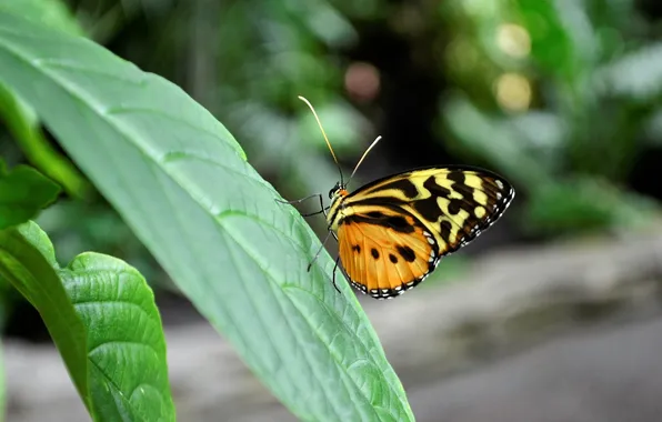 Leaves, microsemi, butterfly, wings, insect, beautiful, closeup