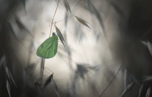 Picture butterfly, plant, blur, butterfly, blur, plant
