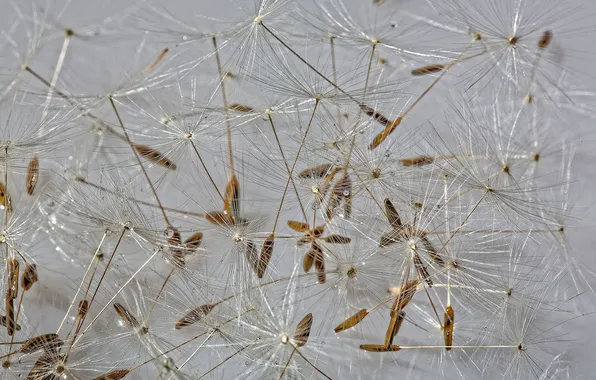Nature, dandelion, texture, blade of grass