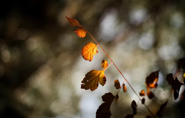 Picture leaves, macro, trees, background, tree, Wallpaper, blur, branch
