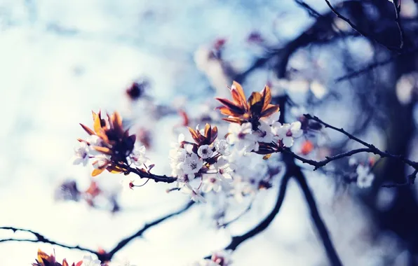 Leaves, color, flowers, nature, photo, Wallpaper, plants, branch