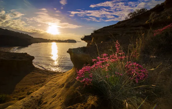 Sea, flowers, dawn, coast, Spain