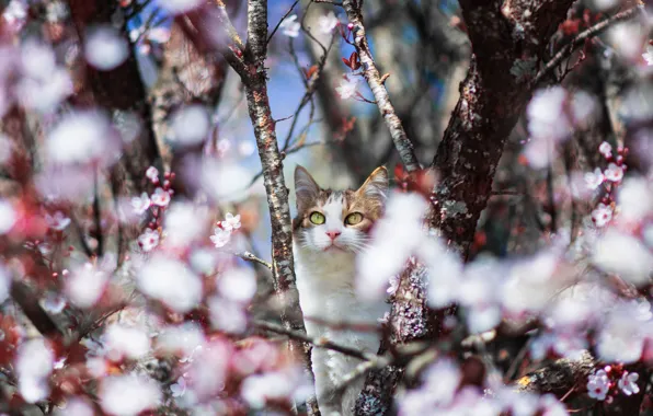 Cat, cat, look, light, flowers, branches, cherry, pose