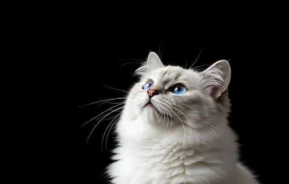 Cat, cat, look, pose, black background, blue eyes, face, looking up