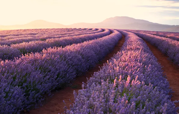Field, summer, the sky, light, flowers, spring, horizon, sky