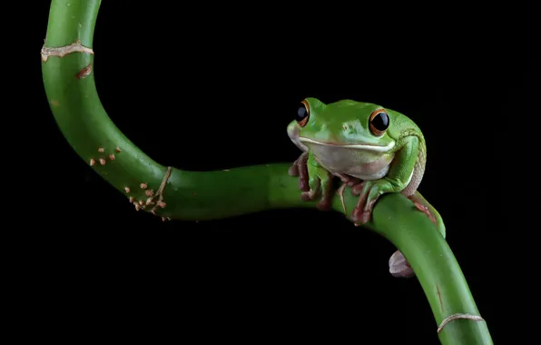 Look, pose, frog, stem, black background, green, wood