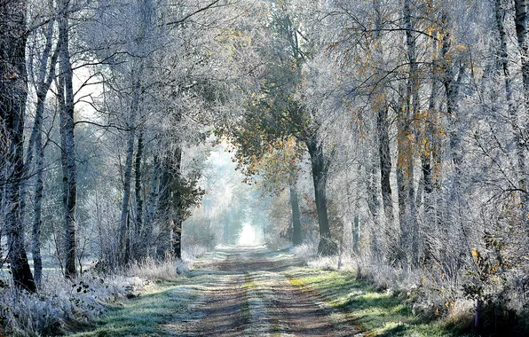 Forest, road, nature, autumn, frost