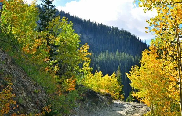 Autumn, forest, the sky, mountains