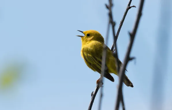 The sky, branches, bird, Warbler