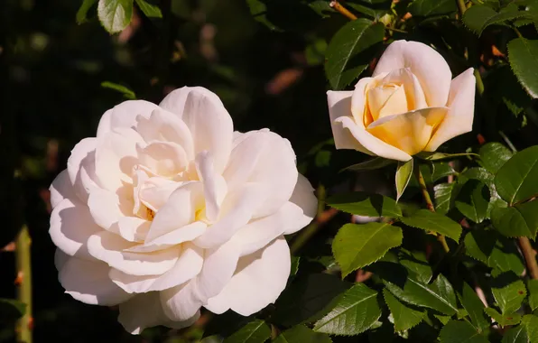 White, roses, blooming