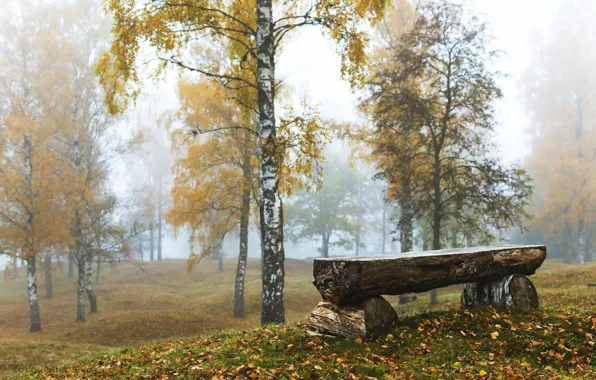 Autumn, birch, bench