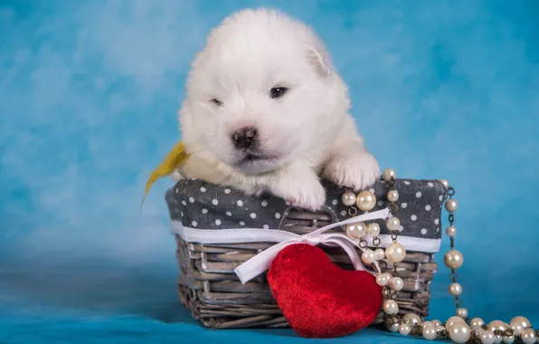 White, heart, dog, baby, muzzle, cute, puppy, beads