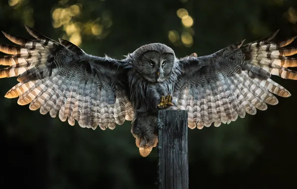 Light, nature, owl, bird, post, feathers, claws, bokeh