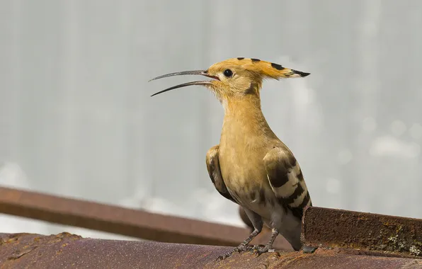 Bird, beak, bokeh, Hoopoe, Valery Chernyak