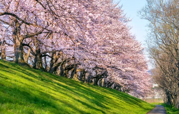 Cherry, Park, spring, Japan, Sakura, Japan, flowering, landscape