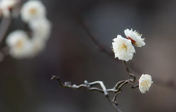 White, macro, flowers, sprig, tenderness, branch, spring, flowering