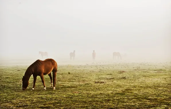 Picture field, fog, horses, beauty