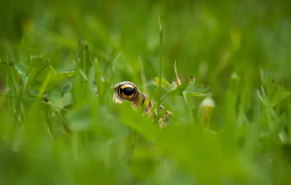 Grass, eyes, frog