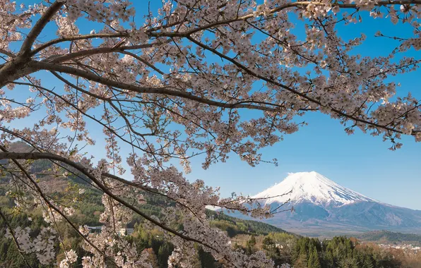 Picture branches, cherry, tree, mountain, the volcano, Japan, Sakura, Fuji