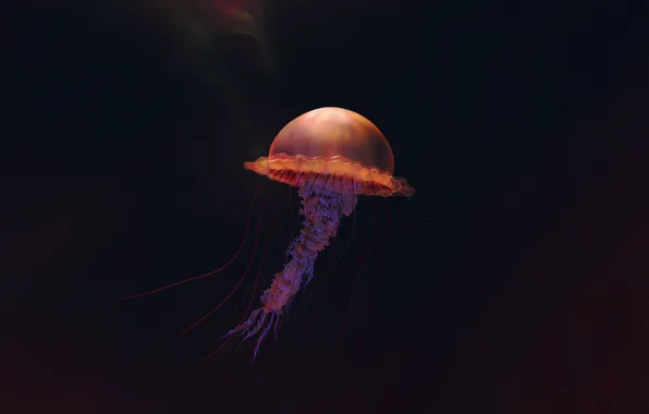 Minimalism, Medusa, Umbrella, Art, Art, Tentacles, Jellyfish, Umbrella