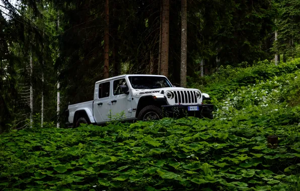 White, SUV, pickup, Gladiator, 4x4, Jeep, Rubicon, in the woods