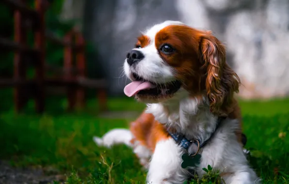 Picture language, dog, bokeh, doggie, The Cavalier King Charles Spaniel