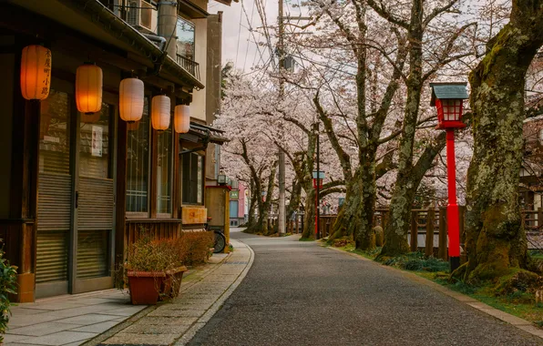 Picture trees, street, home, lights, Japan, the sidewalk, Marcel Bisig, Kinosaki Onsen