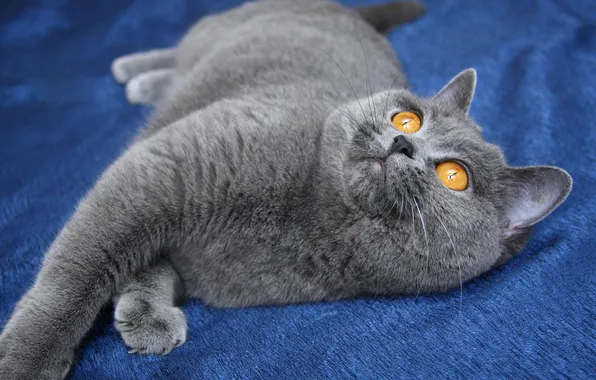 Cat, cat, look, pose, grey, lies, face, blue background