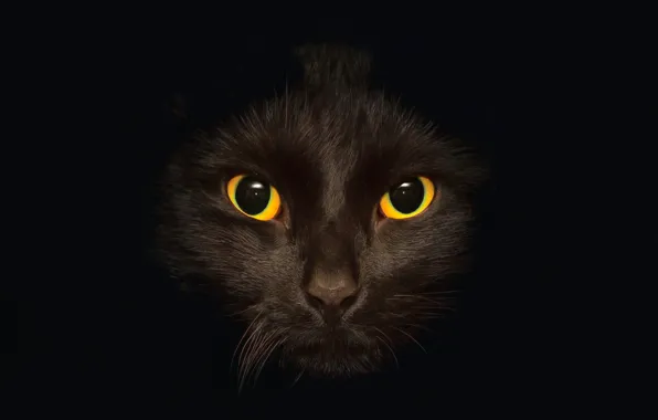 Cat, eyes, cat, background, black, dark, black, black