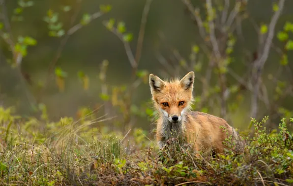 Grass, branches, nature, glade, spring, baby, Fox, green background